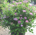 Little Princess Spiraea (SPIRAEA JAP. LITTLE PRINCESS) - 2 gallon 12"
