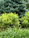 Henry's Garnet Virginia Sweetspire (ITEA VIRGINICA HENRYS GARNET) - 3 gallon 15"