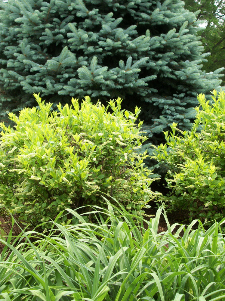Henry's Garnet Virginia Sweetspire (ITEA VIRGINICA HENRYS GARNET) - 3 gallon 15"