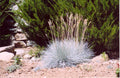 Elijah Blue Fescue Grass (GRASS - F.C. ELIJAH BLUE) - 1 gallon