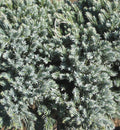 Blue Star Juniper (JUNIPER SQ. BLUE STAR) - 3 gallon 12"
