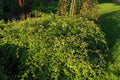 Crispa Cutleaf Stephanandra (STEPHANANDRA INCISA CRISPA) - 2 gallon 12"