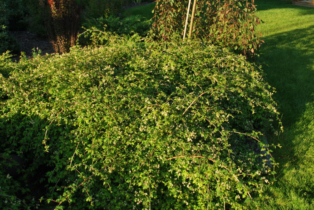 Crispa Cutleaf Stephanandra (STEPHANANDRA INCISA CRISPA) - 2 gallon 12"