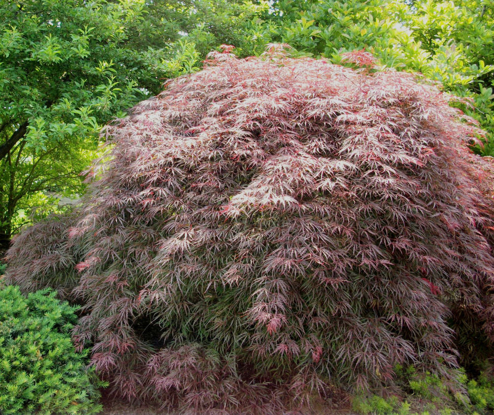 Garnet Laceleaf Japanese Maple (ACER P.D. GARNET)