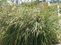 Whipcord Western Red Cedar (THUJA PLICATA WHIPCORD) - 2 gallon 10"
