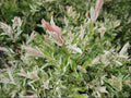 Dappled Willow (SALIX I. HAKURO NISHIKI) - 3 gallon 15"