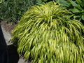 Golden Variegated Japanese Forest Grass (GRASS - H.M. AUREOLA) - 1 gallon