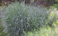 Heavy Metal Switch Grass (GRASS - PA. HEAVY METAL) - 3 gallon
