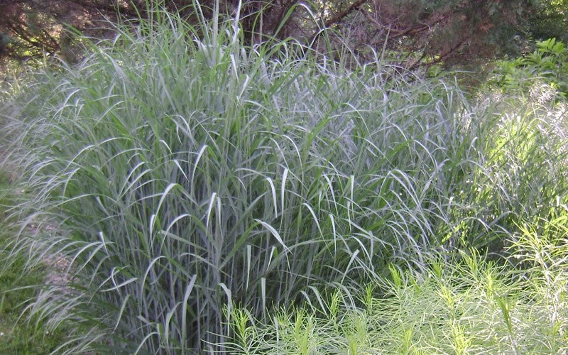 Heavy Metal Switch Grass (GRASS - PA. HEAVY METAL)