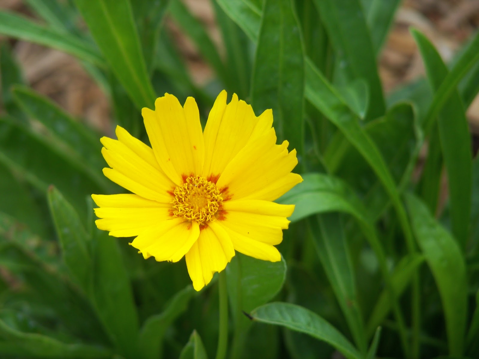 Baby Sun Tickseed (COREOPSIS G. BABY SUN) - 1 gallon