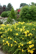 Happy Returns Daylily (HEMER HAPPY RETURNS) - 1 gallon
