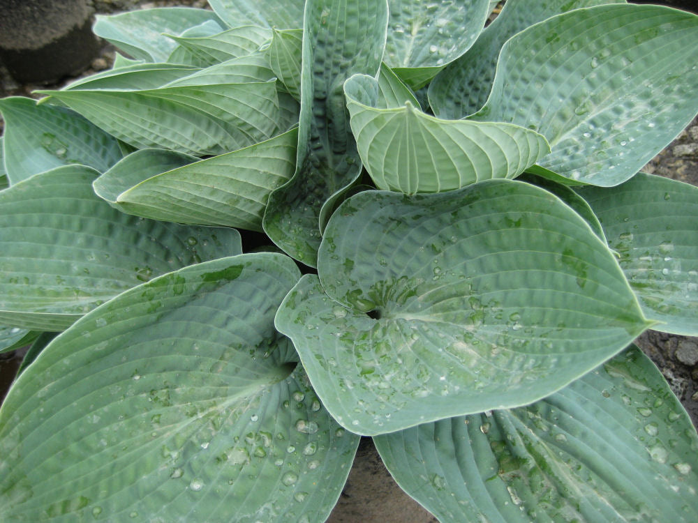 Big Daddy Plantain Lily (HOSTA BIG DADDY) - 1 gallon