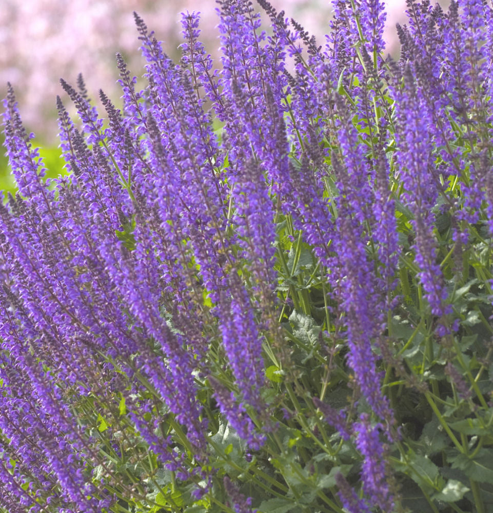 May Night Wood sage (SALVIA X S. MAY NIGHT) - 1 gallon