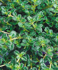 Woolly Thyme (N&C THYMUS PSEUDO. WOOLY) - 1 gallon