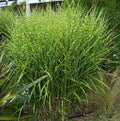 Porcupine Grass (GRASS - M. S. STRICTUS) - 3 gallon