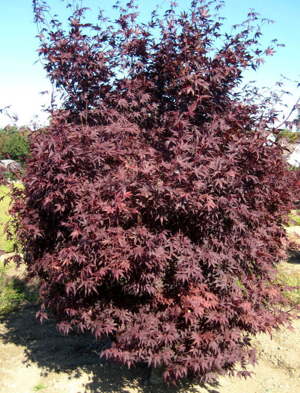 Crimson Prince Japanese Maple (ACER PA. CRIMSON PRINCE)