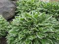 Francee Plantain Lily (HOSTA FRANCEE) - 1 gallon