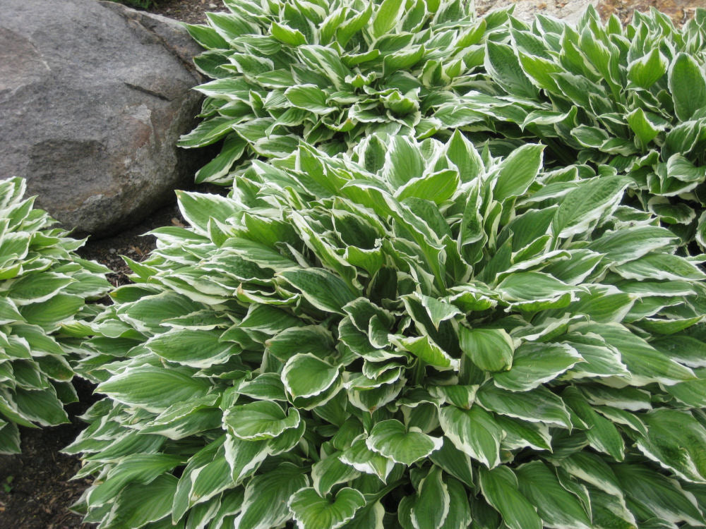 Francee Plantain Lily (HOSTA FRANCEE) - 1 gallon