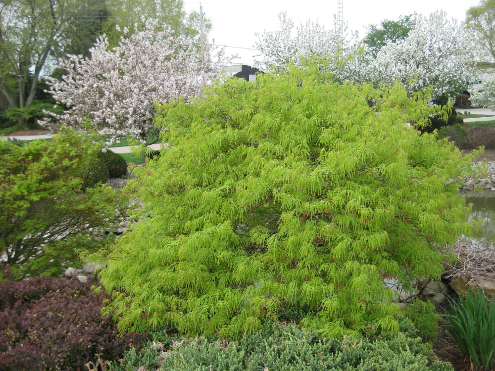 Green Laceleaf Japanese Maple (ACER P.D. VIRIDIS)