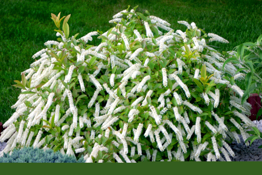 Little Henry® Sweetspire (ITEA VIRGINICA LITTLE HENRY) - 3 gallon 15"