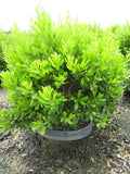 Northern Bayberry (MYRICA PENSYLVANICA) - 3 gallon 18"