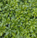 Japanese Spurge (PACHYSANDRA TERMINALIS) - 3QT