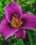Grape Magic Daylily (HEMER GRAPE MAGIC) - 1 gallon