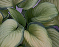 Guacamole Plantain Lily (HOSTA GUACAMOLE) - 1 gallon