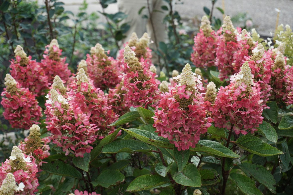 Flare™ Hardy Hydrangea (HYDRANGEA P FLARE) - 3 gallon