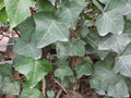 English Ivy (HEDERA HELIX) - 1 gallon