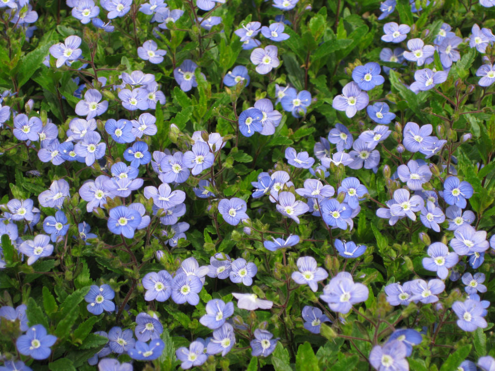 Georgia Blue Creeping Speedwell (VERONICA PEDUN. GEORGIA BLUE) - 1 gallon