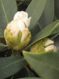 Chionoides Rhododendron (RHODO. CHIONOIDES) - 3 gallon 15"