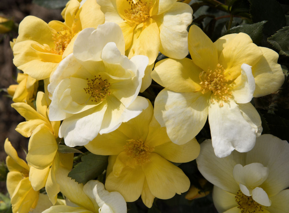 Sunny Knock Out® Rose (ROSE K.O. SUNNY KNOCKOUT)