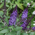 Pugster Blue® Butterfly Bush (BUDDLEIA PUGSTER BLUE) - 3 gallon