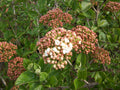 Juddii Viburnum (VIBURNUM X JUDDII) - 3 gallon 15"