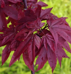 Twombly’s Red Sentinel Maple (ACER PA. TWOMBLYS RED SENTINEL)