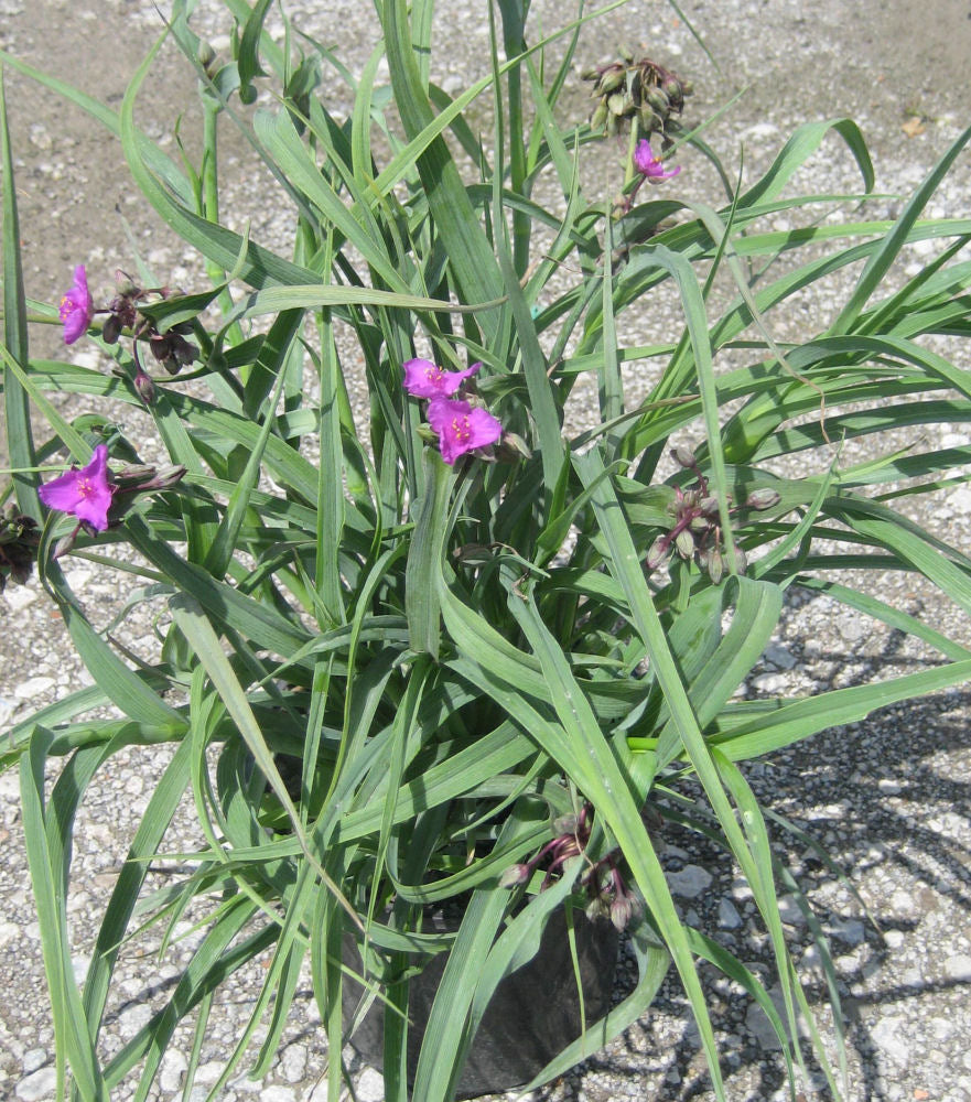Concord Grape Spiderwort (TRADE. CONCORD GRAPE) - 1 gallon