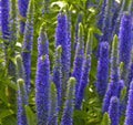 Royal Candles Speedwell (VERONICA ROYAL CANDLES) - 1 gallon