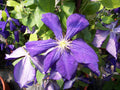 Jackmanii Clematis (CLEMATIS JACKMANII) - 1 gallon