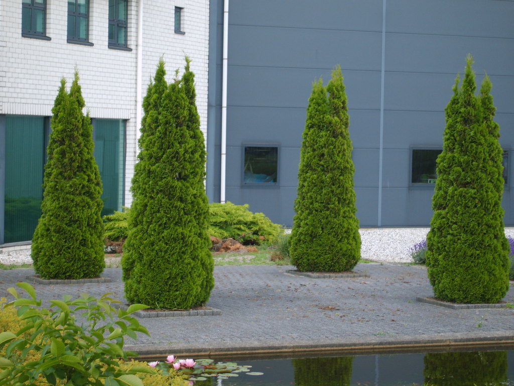 Emerald Green Arborvitae (THUJA OCC. SMARAGD)