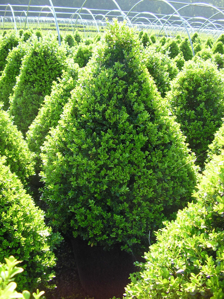 Cranberry Creek Boxwood (BUXUS CRANBERRY CREEK)