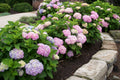 Endless Summer® The Original Hydrangea (HYDRANGEA M. ENDLESS SUMMER) - 3 gallon