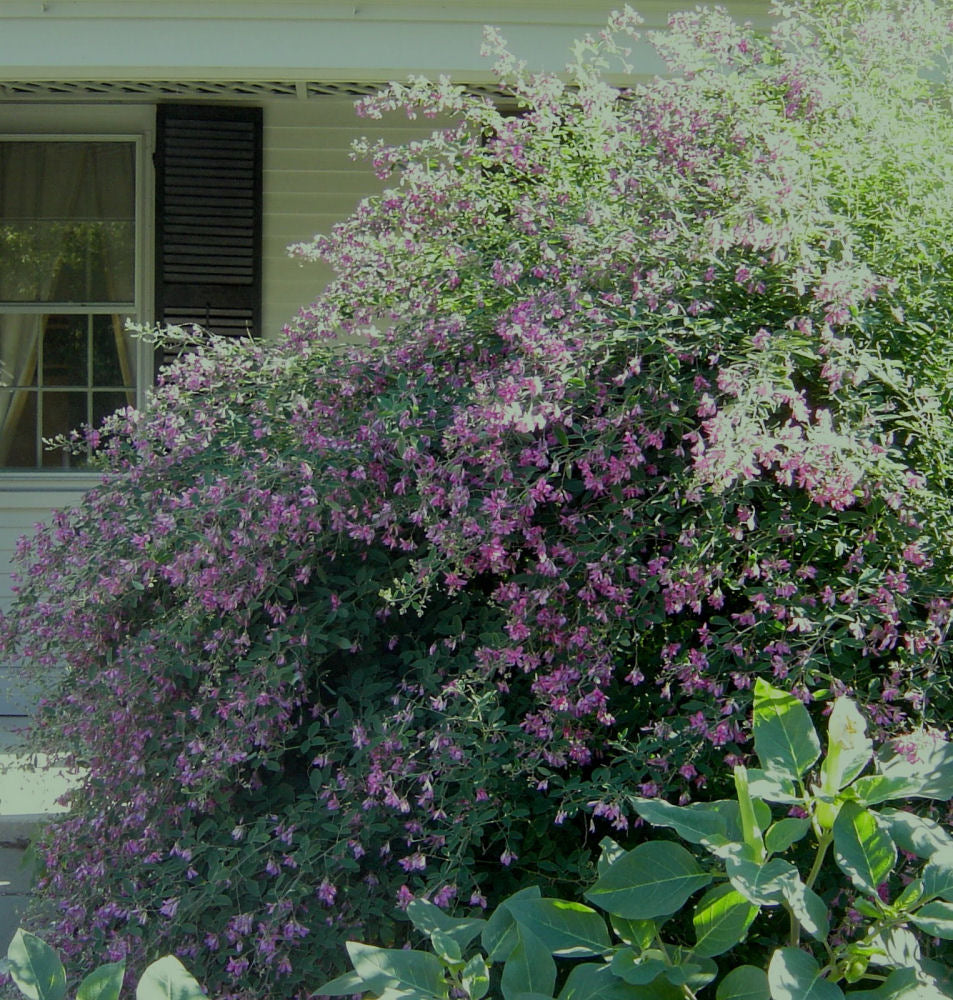 Gibraltar Bush Clover (LESPEDEZA THUNBERGII GIBRALTAR) - 3 gallon 15"