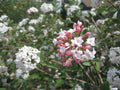 Compact Korean Spice Viburnum (VIBURNUM X CAYUGA) - 3 gallon 18"