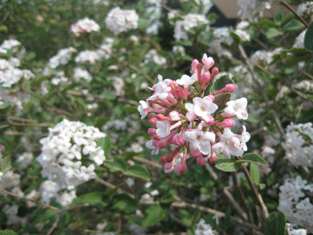 Compact Korean Spice Viburnum (VIBURNUM X CAYUGA) - 3 gallon 18"