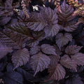 Chocolate Shogun Astilbe (ASTILBE CHOCOLATE SHOGUN) - 1 gallon