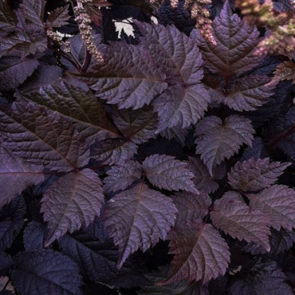 Chocolate Shogun Astilbe (ASTILBE CHOCOLATE SHOGUN) - 1 gallon