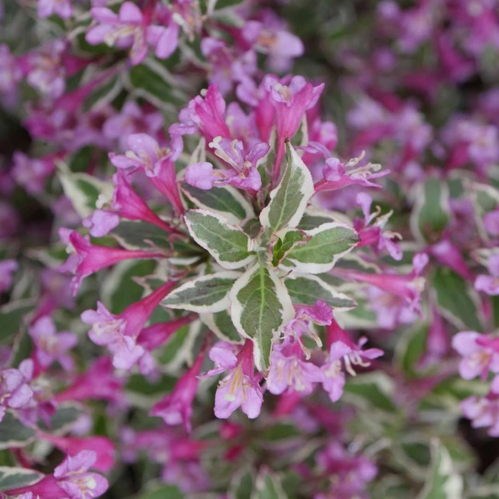 My Monet Purple Effect® Weigela (WEIGELA MY MONET PURPLE EFFECT) - 2 gallon 10"