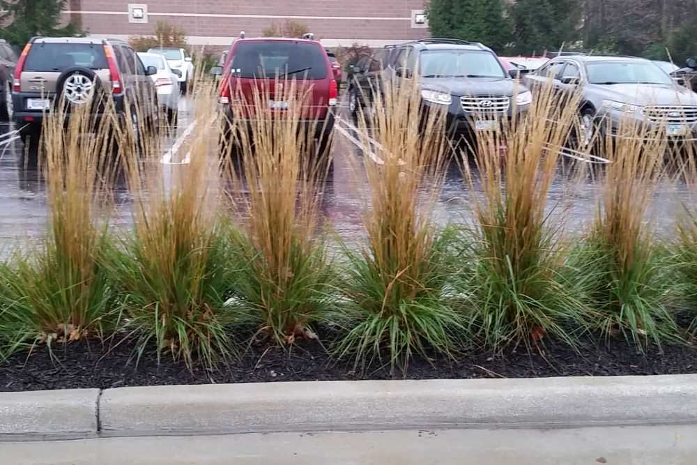 Karl Foerster Feather Reed Grass (GRASS - CAL. X KARL FOERSTER) - 2 gallon
