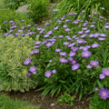 Honeysong Purple Stoke’s Aster (STOKESIA L. HONEYSONG PURPLE) - 1 gallon